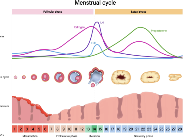 Cikli menstrual dhe ovulimi: udhëzuesi i plotë mjekësor