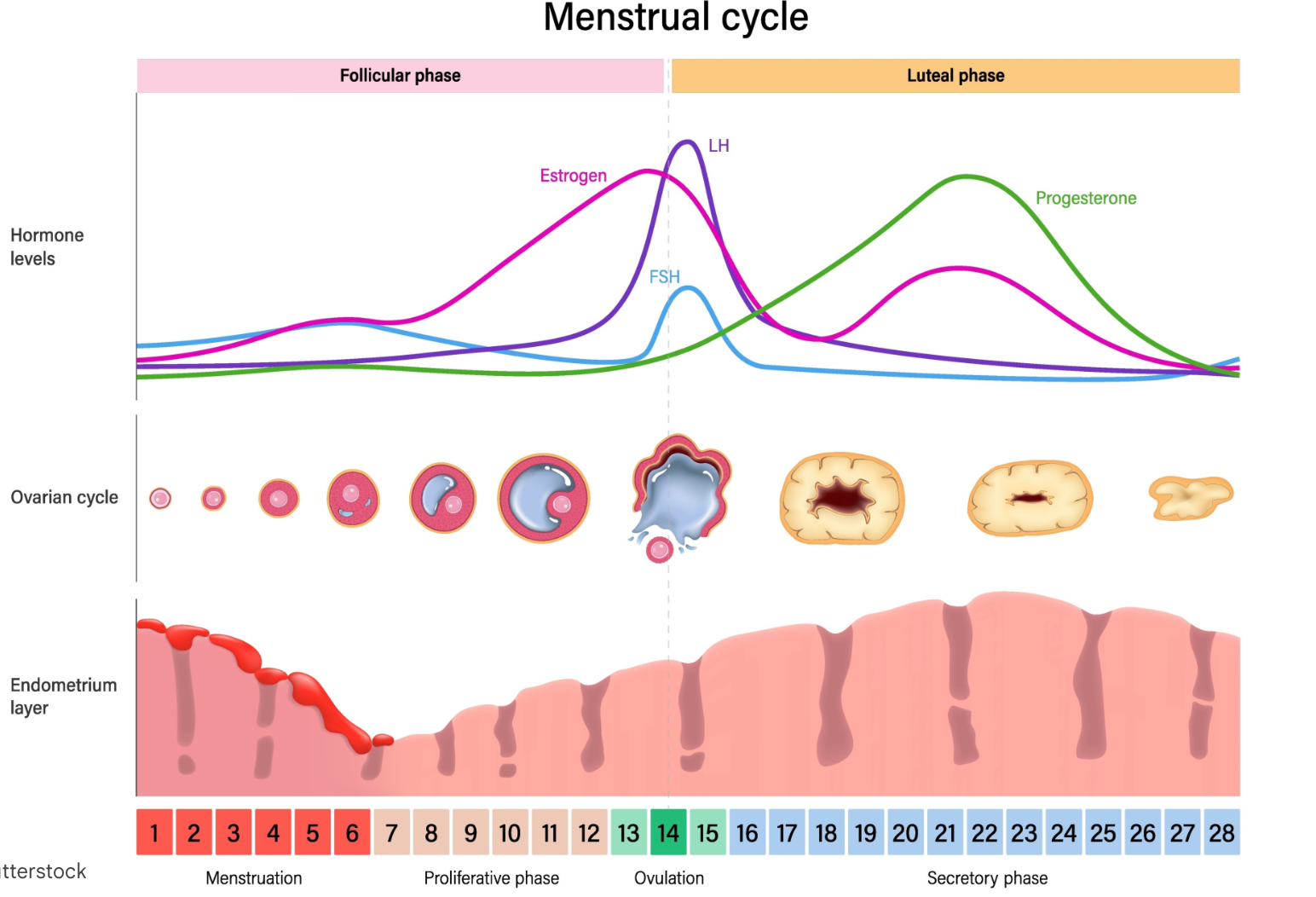 Grafiku i ciklit menstrual fiziologjik dhe hormoneve, përgatitur nga Dr. Arbesa Qinami për Femina-aq.